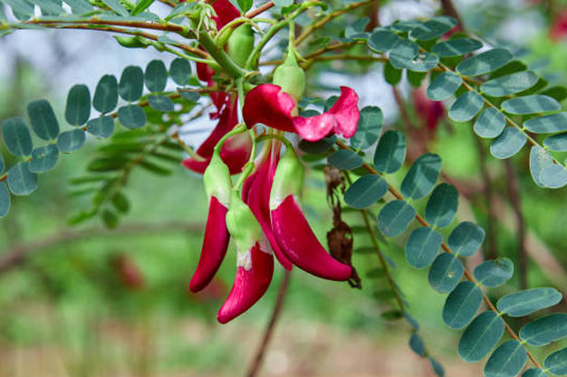 south-africa-Plants-Cancer Bush