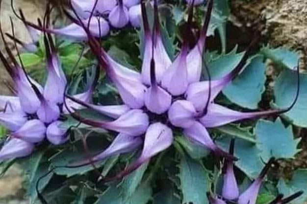 south-africa-Plants-Devil's Claw