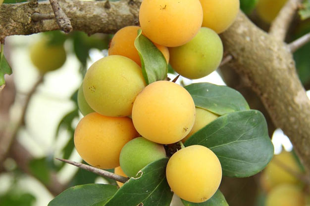 south-africa-Plants-Kei Apple