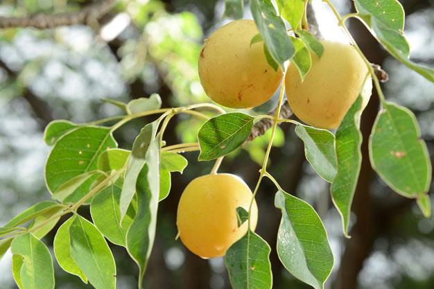 south-africa-Plants-Marula