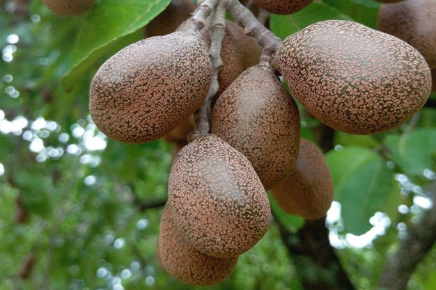 south-africa-Plants-Mobola Plum