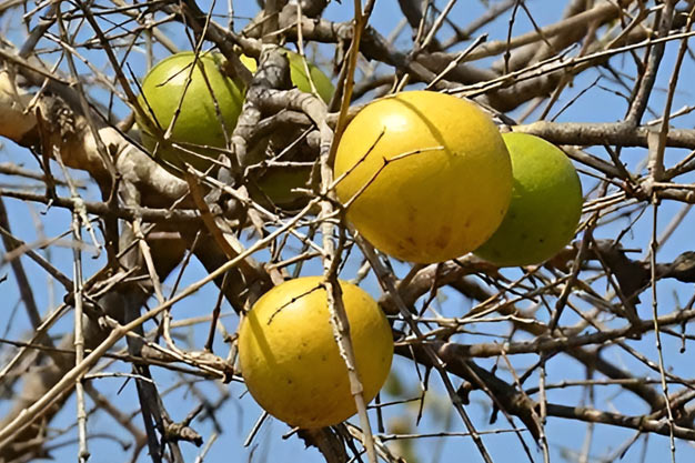 south-africa-Plants-Monkey Orange