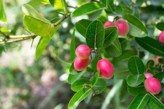 south-africa-Plants-Natal Plum