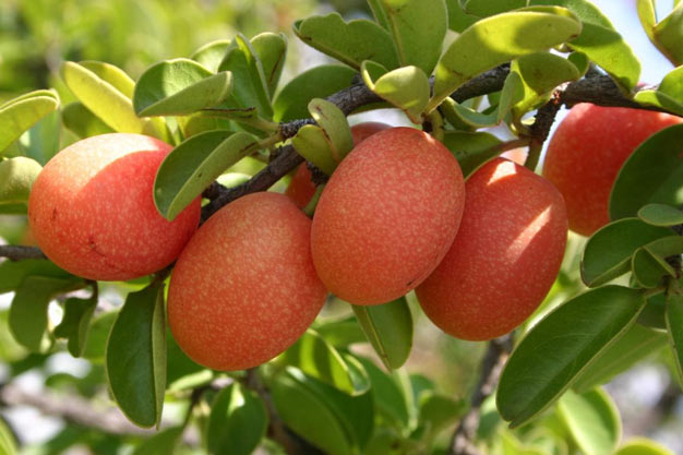 south-africa-Plants-Sour Plum