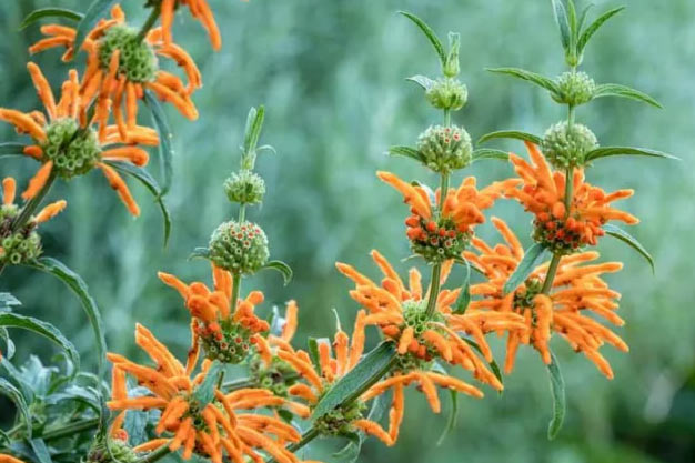 south-africa-Plants-Wild Dagga/Lion's Ear