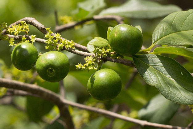 south-africa-Plants-Wild Medlar