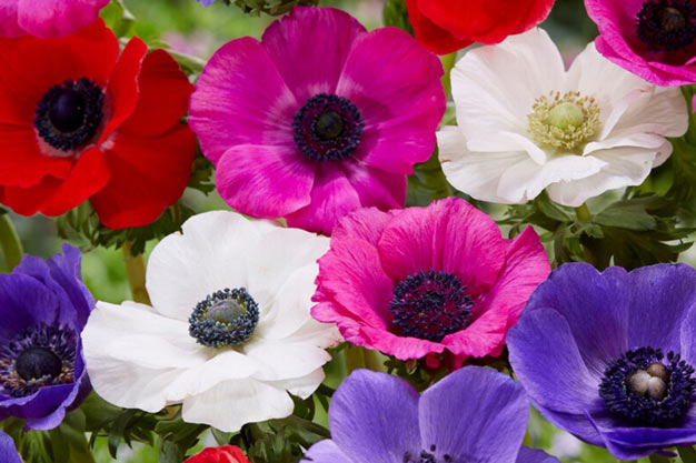 south-korea-Flowers-Anemone