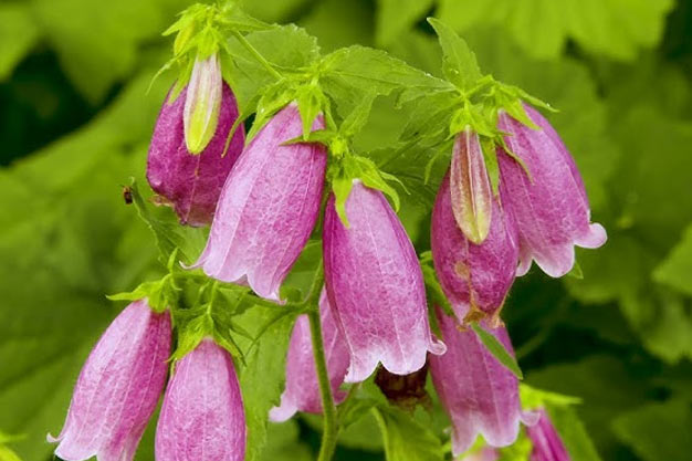 south-korea-Flowers-Bellflower Species