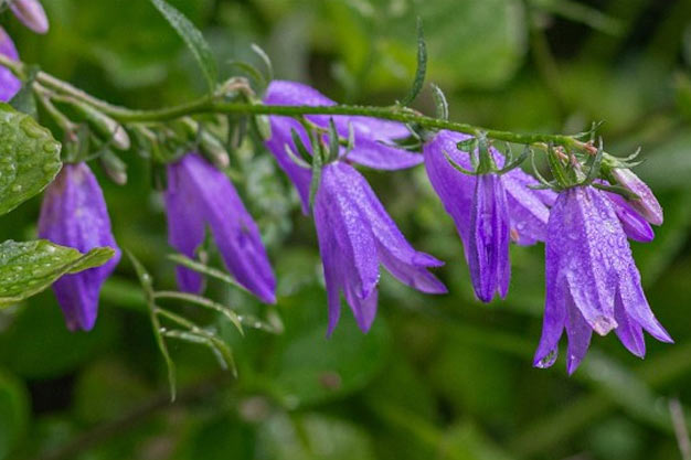 south-korea-Flowers-Bellflower