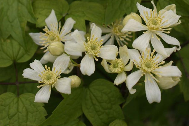 south-korea-Flowers-Clematis