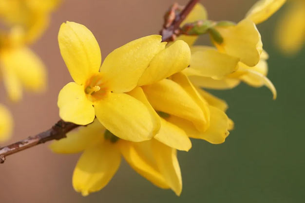 south-korea-Flowers-Forsythia