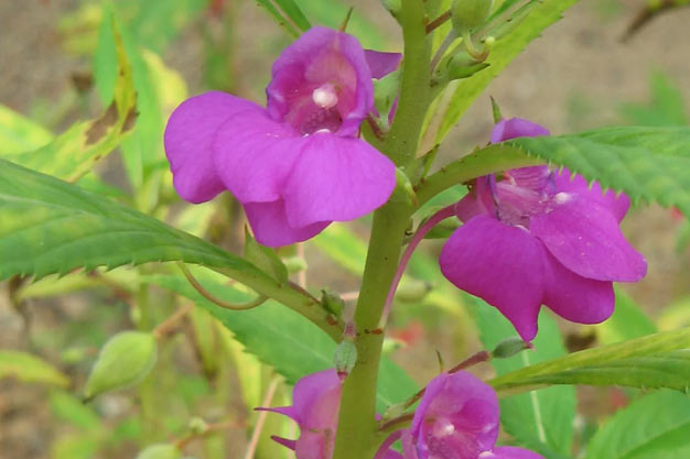 south-korea-Flowers-Gayasan Balsam