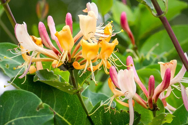 south-korea-Flowers-Honeysuckle