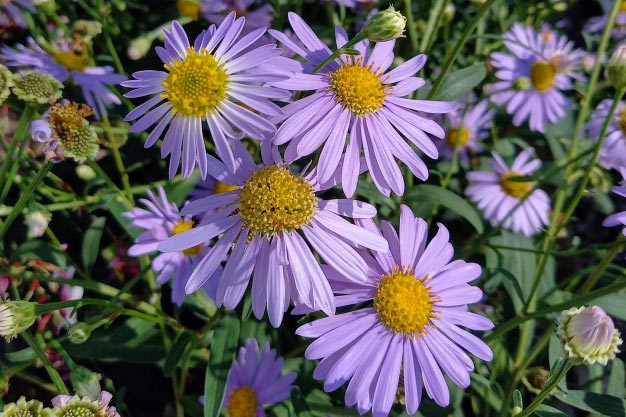 south-korea-Flowers-Korean Aster