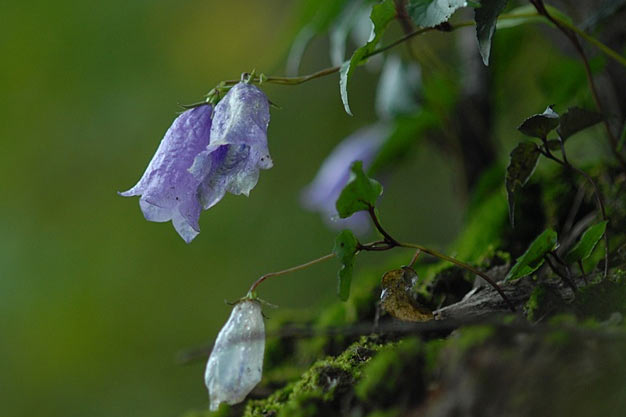 south-korea-Flowers-Korean Bellflower
