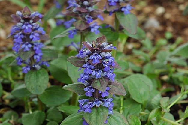 south-korea-Flowers-Korean Bugleweed