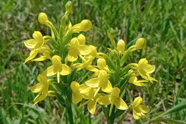 south-korea-Flowers-Korean Gentian