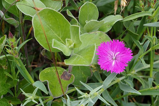 south-korea-Flowers-Korean Rock Pink