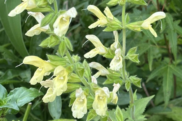 south-korea-Flowers-Korean Sage