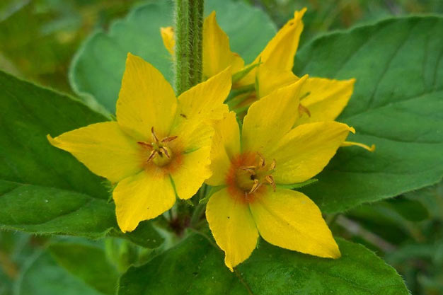 south-korea-Flowers-Korean Starwort