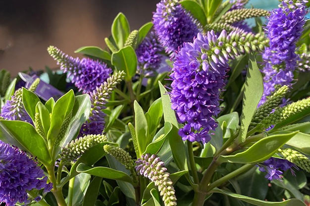 south-korea-Flowers-Korean Veronica