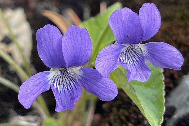 south-korea-Flowers-Korean Violet