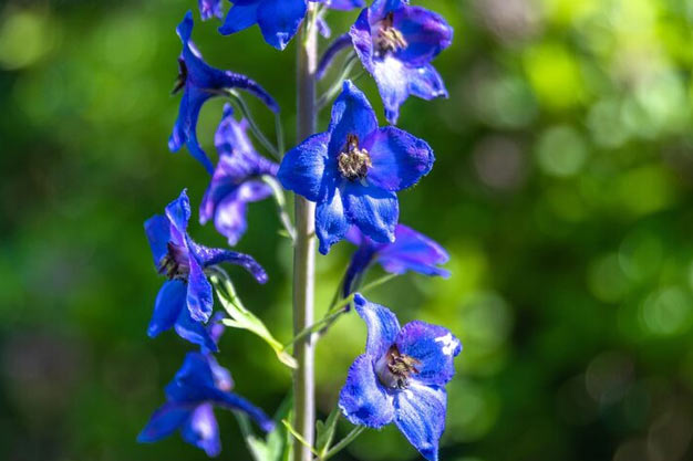 south-korea-Flowers-Mountain Bellflower