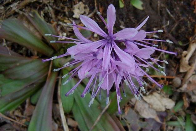 south-korea-Flowers-Lady's-Mantle