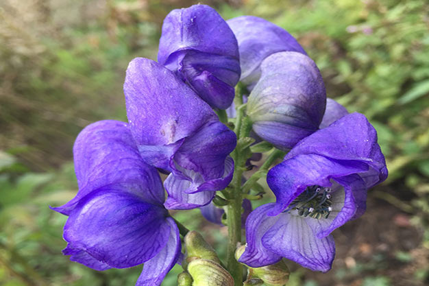south-korea-Flowers-Monkshood