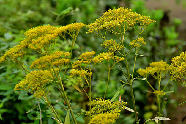 south-korea-Flowers-Mountain Valerian