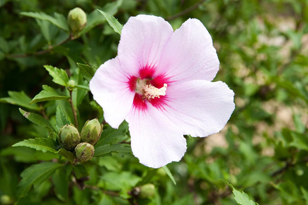 south-korea-Flowers-Mugunghwa