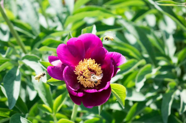 south-korea-Flowers-Peony