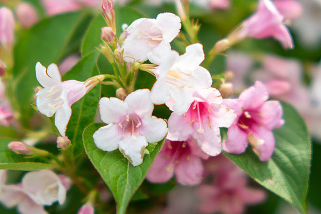 south-korea-Flowers-Weigela