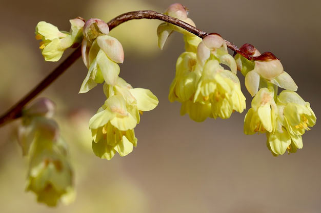 south-korea-Flowers-Winter Hazel
