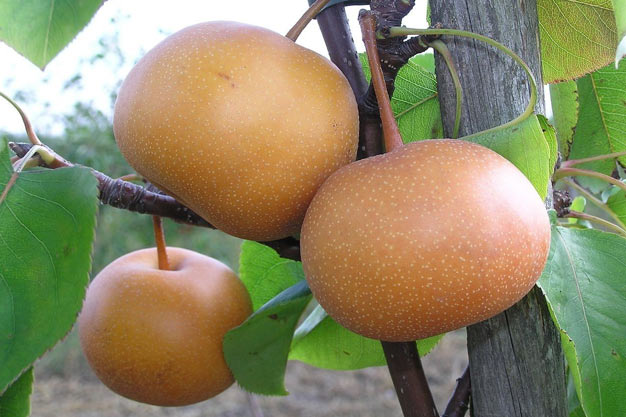 south-korea-Plants-Asian Pear