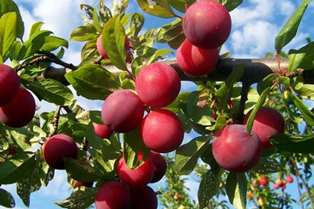 south-korea-Plants-Asian Plum