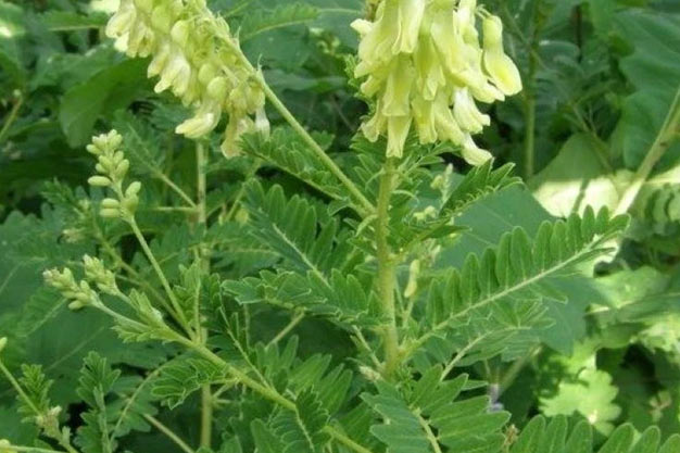 south-korea-Plants-Astragalus