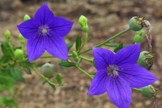 south-korea-Plants-Balloon Flower