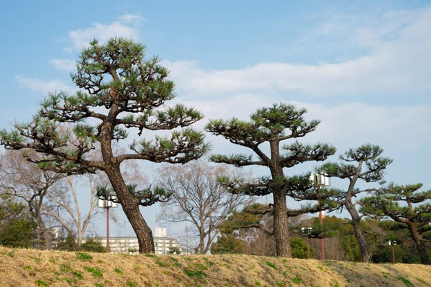 south-korea-Plants-Black Pine