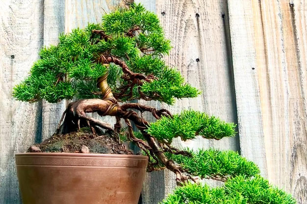 south-korea-Plants-Chinese Juniper