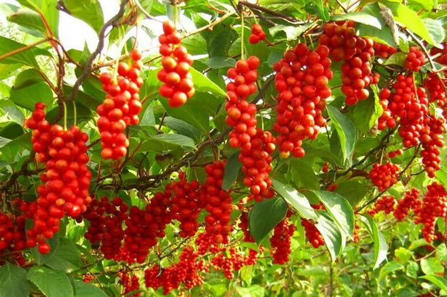 south-korea-Plants-Five-Flavor Berry