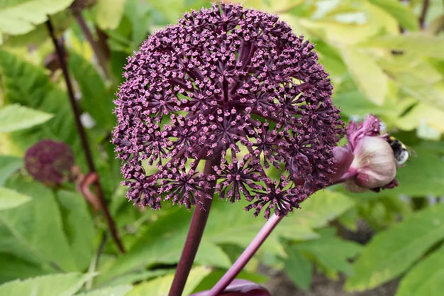 south-korea-Plants-Korean Angelica Root