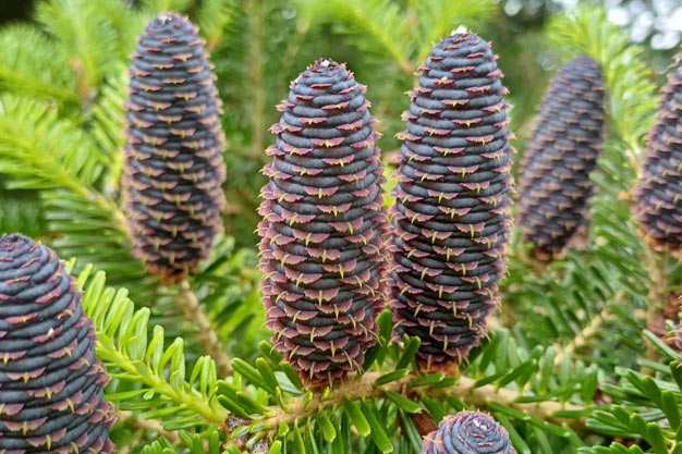 south-korea-Plants-Korean Fir