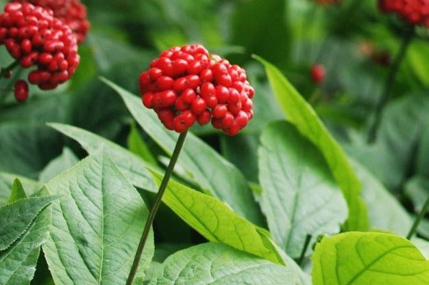 south-korea-Plants-Korean Ginseng