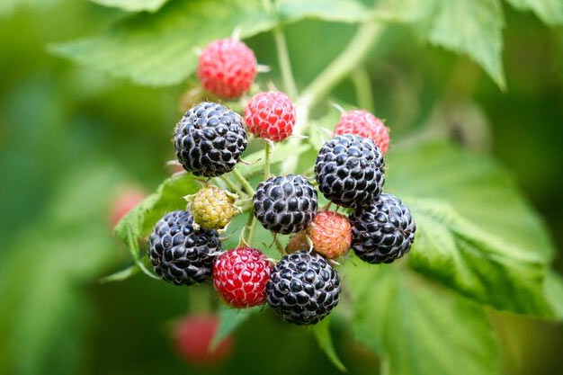 south-korea-Plants-Korean Raspberry