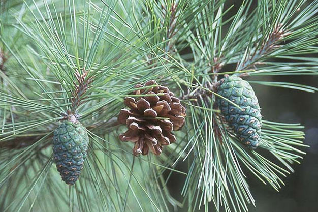 south-korea-Plants-Korean Red Pine