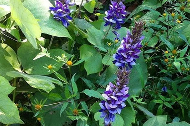 south-korea-Plants-Kudzu