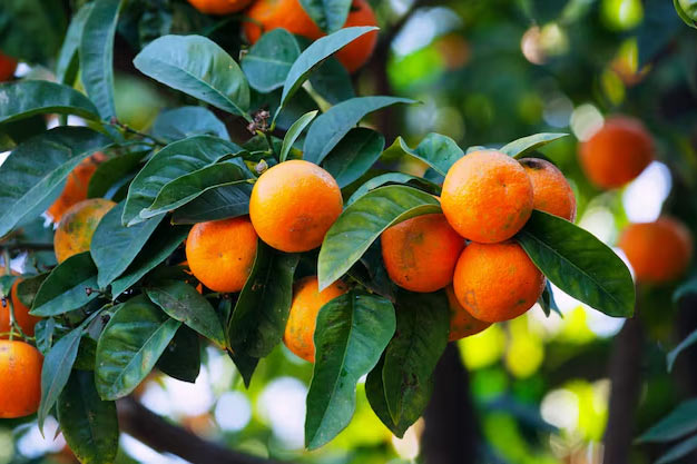 south-korea-Plants-Mandarin Orange