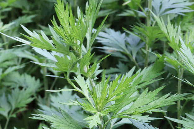 south-korea-Plants-Mugwort