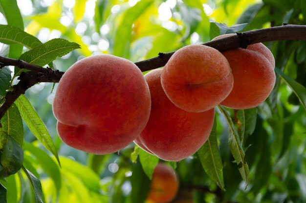 south-korea-Plants-Peach